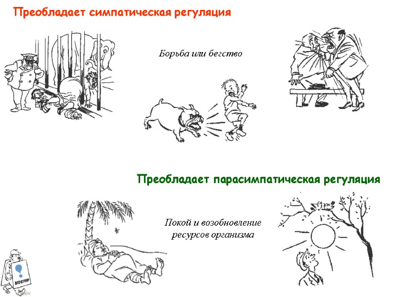 Преобладает симпатическая регуляция Преобладает парасимпатическая регуляция Борьба или бегство Покой и возобновление ресурсов организма